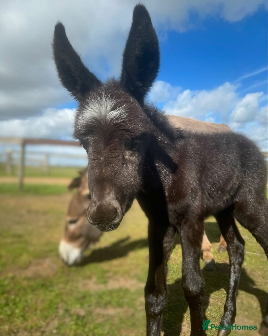 Donkey livestock for sale: 2 X Jennies for Sale - Advert 2