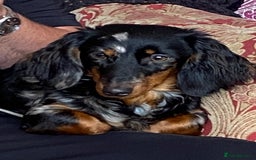 Dachshund dogs for sale: Long haired dachshunds  - Image 9