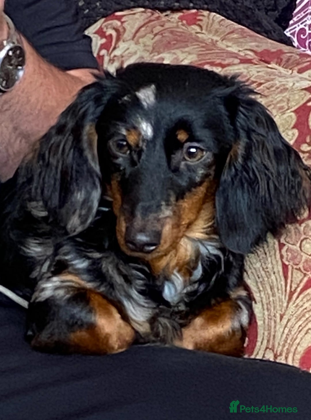 Dachshund dogs for sale: Long haired dachshunds  - Image 9