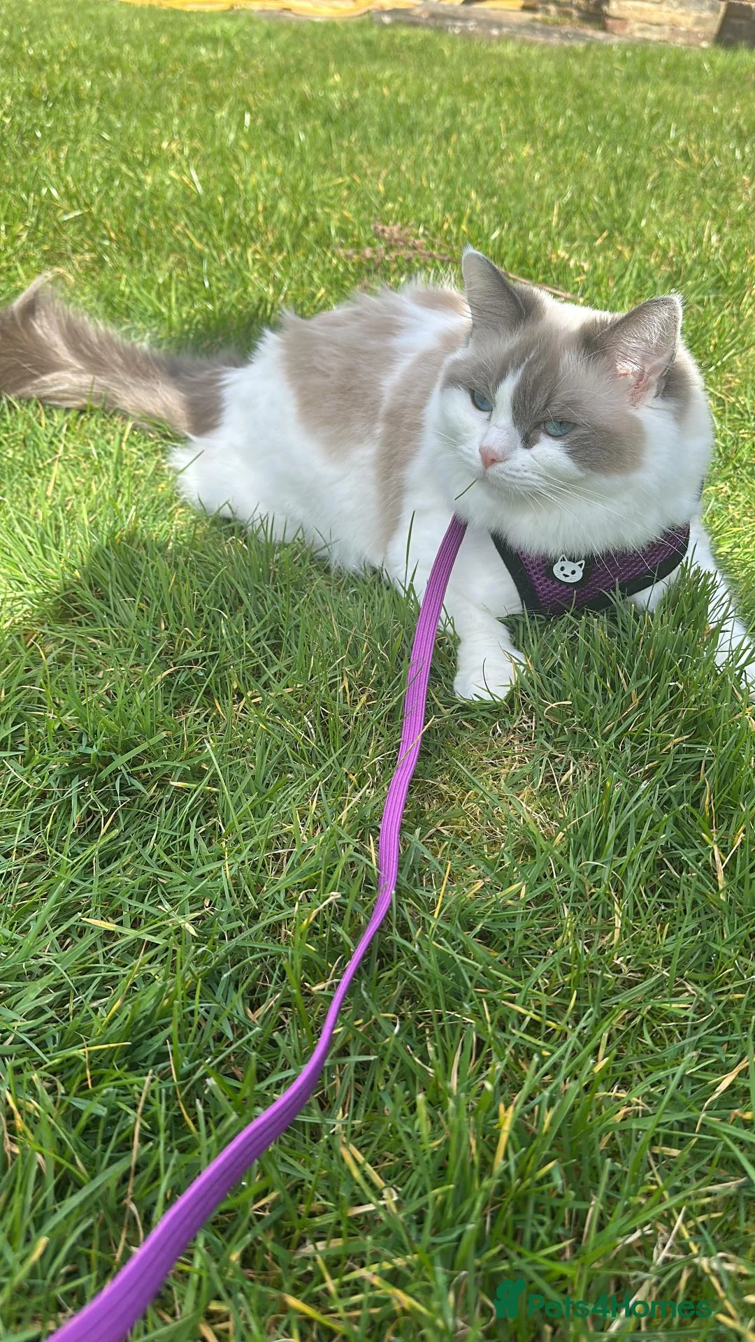 Ragdoll cats for sale: Beautiful Ragdolls Seeking Loving Forever Home 🤍 in Brighton - Advert 2