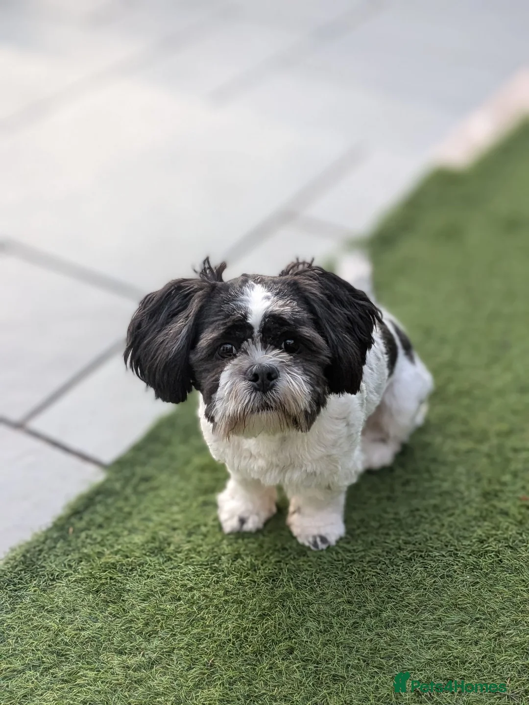Lhasa Apso dogs for sale: Lhasa apso female - Advert 2