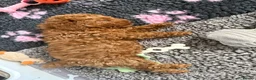 Toy Poodle dogs for sale: KC Registered Toy Poodle Puppies – DNA Clear,  - Advert 13