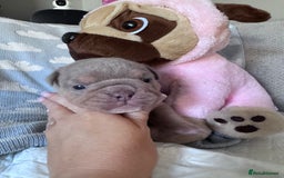 English Bulldog dogs for sale: Self Whelped Healthy English bulldog Babies❤️🤍 - Image 15