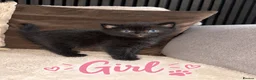 Mixed Breed cats for sale: One boy one girl in Blyth - Advert 2