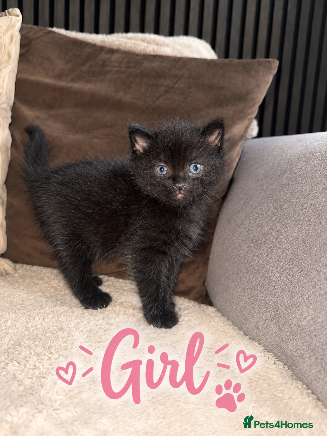 Mixed Breed cats for sale: One boy one girl in Blyth - Advert 2