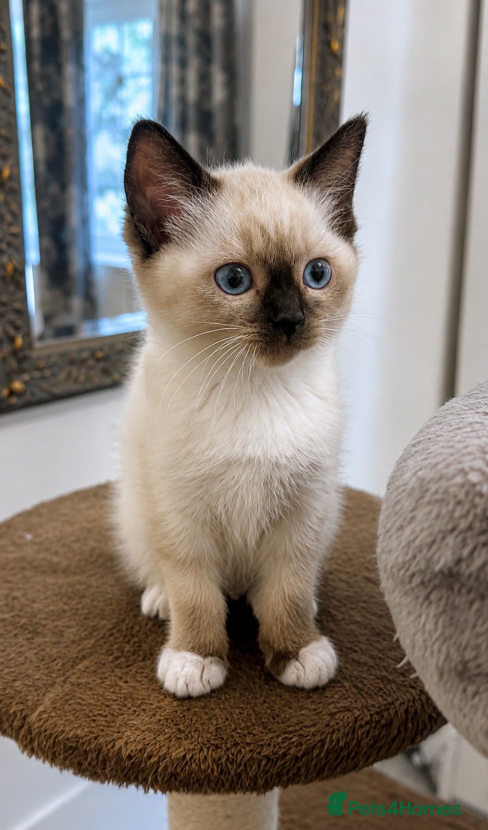 Siamese cats READY NOW HEALTH TESTED SIAMESE GIRLS  - Advert 4