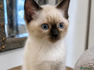 Siamese cats READY NOW HEALTH TESTED SIAMESE GIRLS - Advert 4