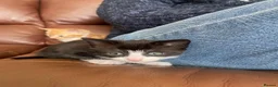 Mixed Breed cats for sale: Two gorgeous kittens - Advert 1