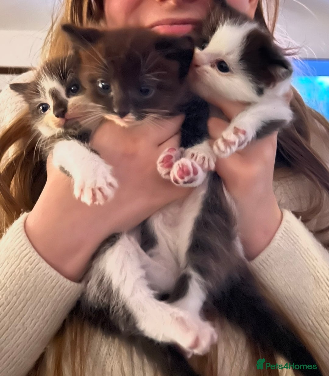 British Shorthair cats for sale: Kittens - Image 1
