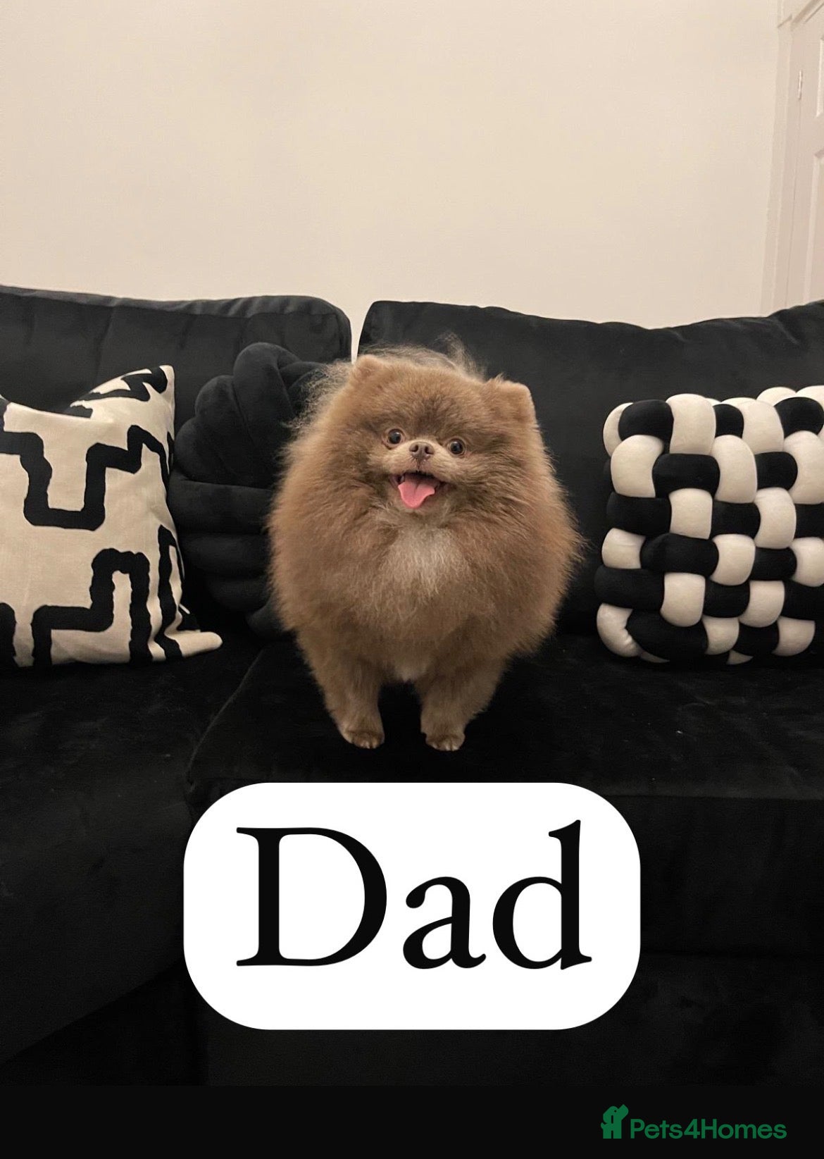 Pomeranian dogs Beautiful Chocolate Pomeranians Ready Now 🥰 - Advert 2