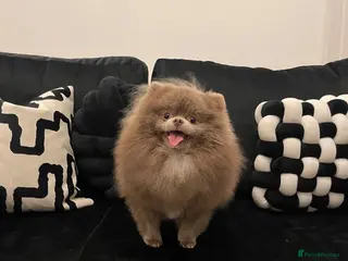 Pomeranian dogs Beautiful Chocolate Pomeranians Ready Now 🥰 - Advert 2