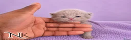 British Shorthair cats for sale: Exceptional GCCF REGISTERED BSH KITTENS - Advert 19