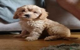 Cavapoo dogs for sale: F2 Cavapoo Gorgeous Babies!  - Image 15