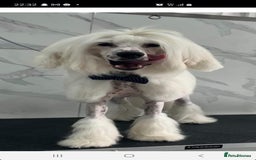 Chinese Crested dogs for stud: Mr stanley STUD ONLY KC REGISTERED  in Swindon - Image 1