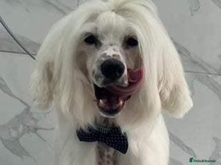 Chinese Crested dogs in Swindon - Advert 2