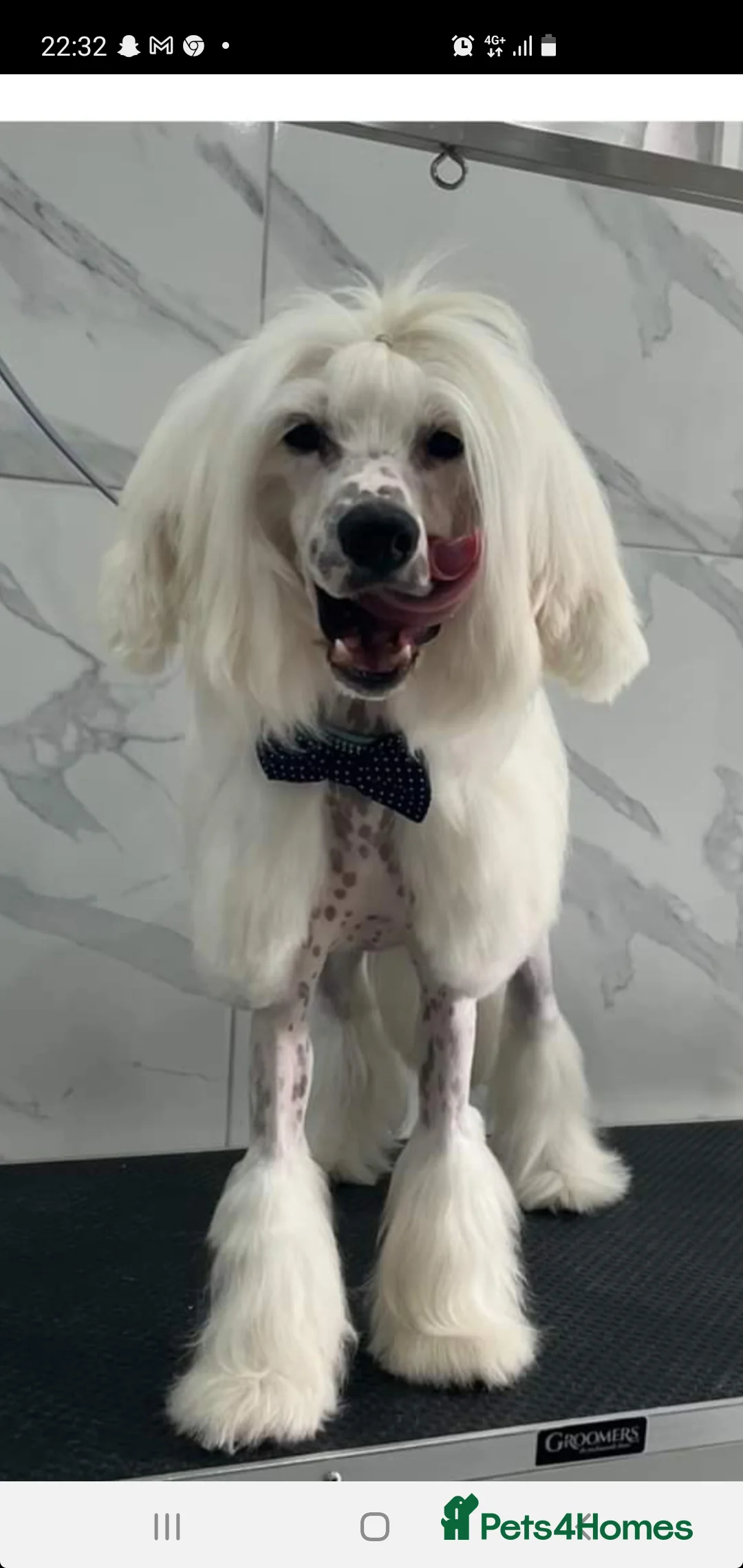 Chinese Crested dogs for stud: Mr stanley STUD ONLY KC REGISTERED  in Swindon - Advert 1