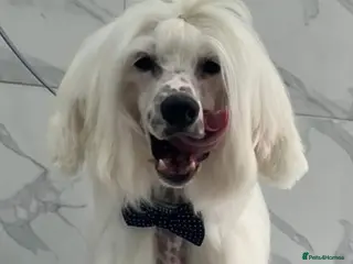 Chinese Crested dogs Mr stanley STUD ONLY KC REGISTERED - Advert 2