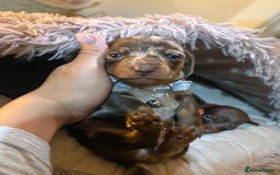 Miniature Dachshund dogs for sale: Miniature Dachshund puppies 🐶  - Image 16