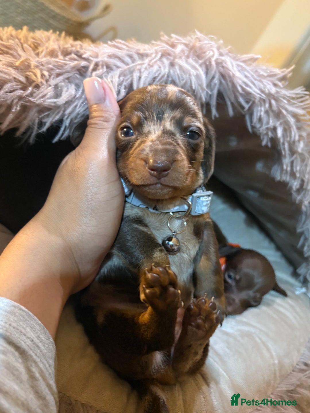 Miniature Dachshund dogs for sale: Miniature Dachshund puppies 🐶  - Image 16