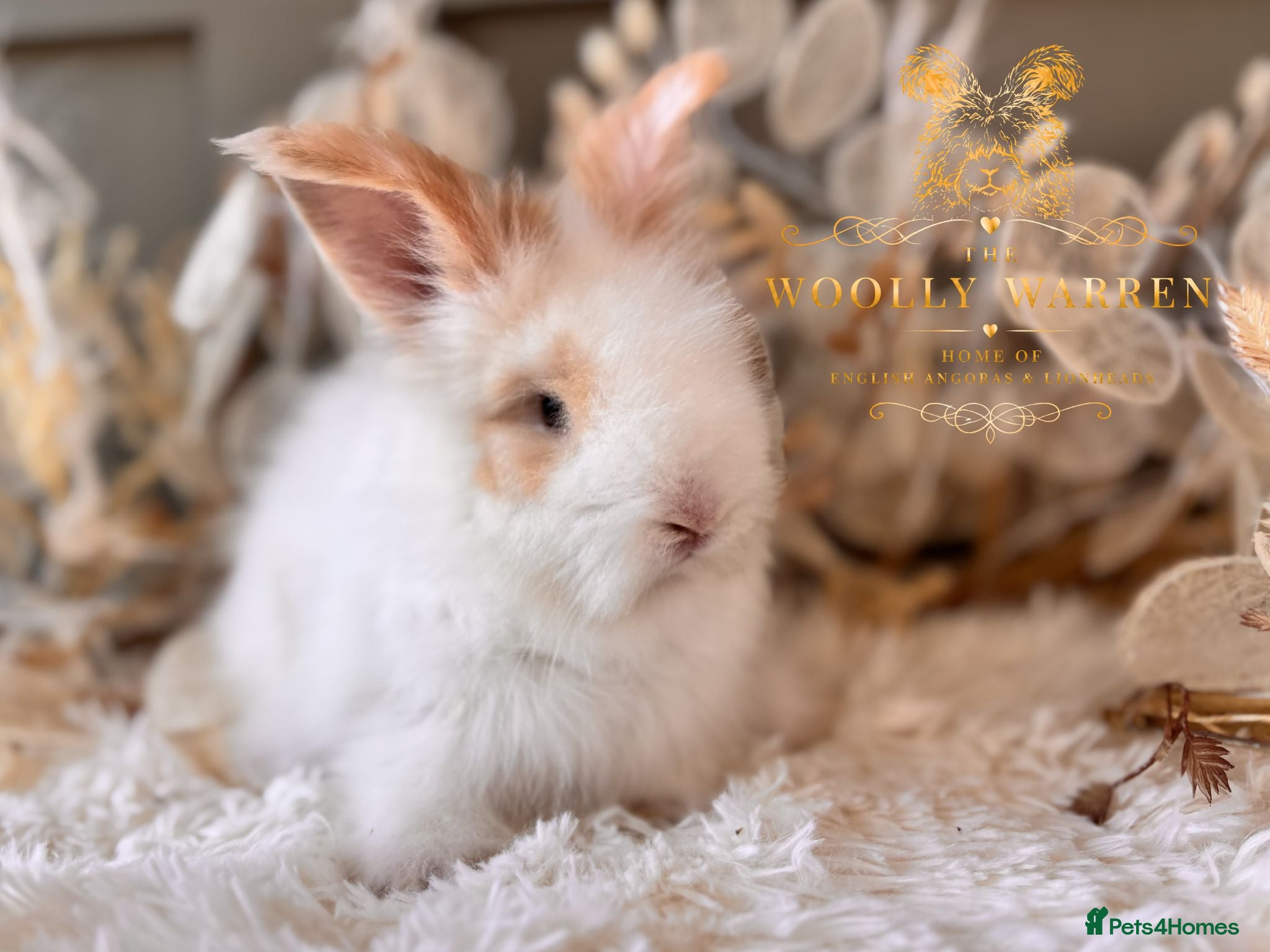 Angora rabbits Fully Vaccinated Angora Litter - Advert 1