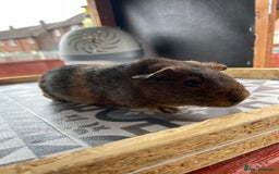 Guinea Pig rodents for sale: 2 Baby Guinea Pigs Looking For Homes in Wigan - Image 10