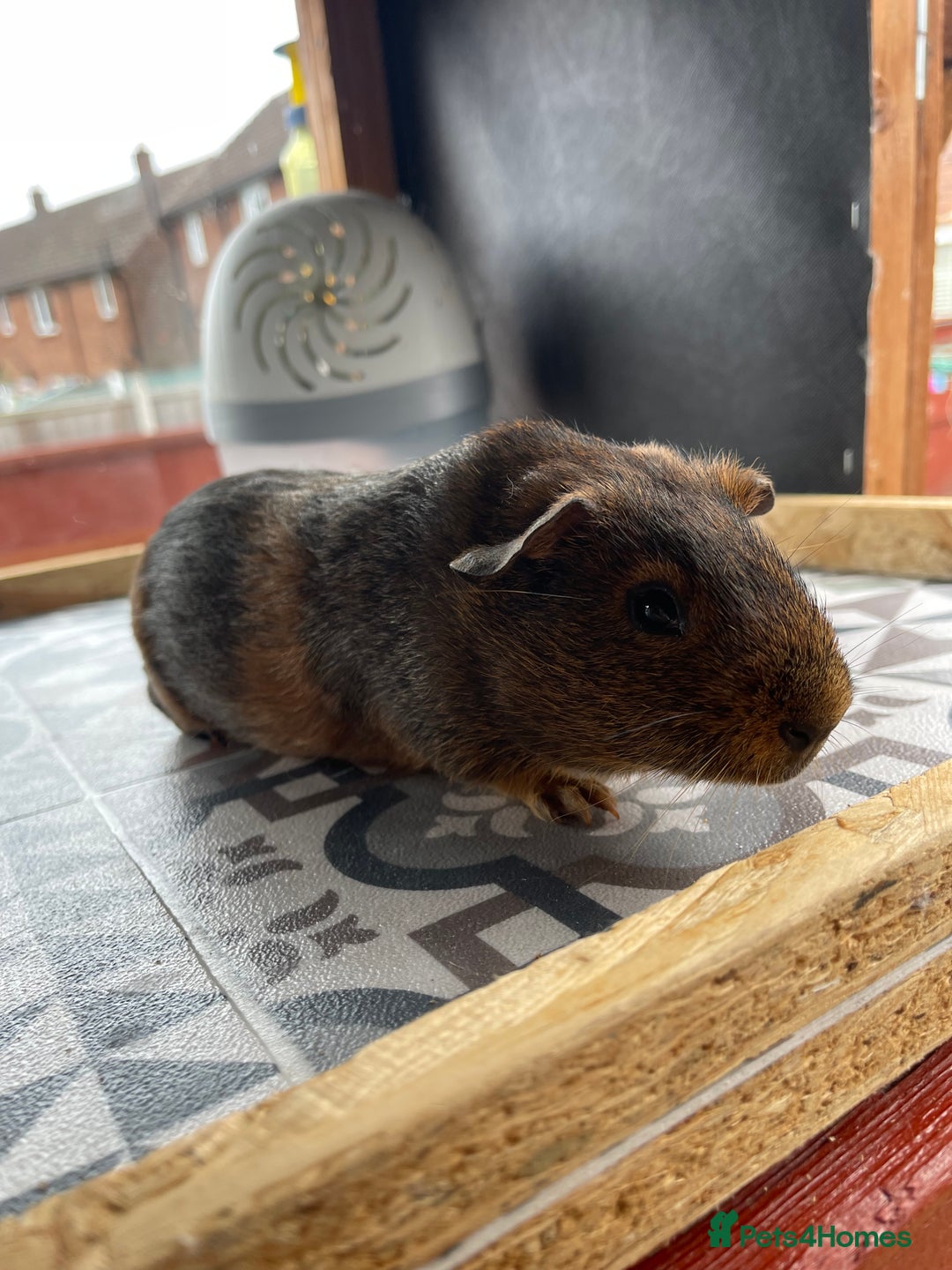 Guinea Pig rodents for sale: 2 Baby Guinea Pigs Looking For Homes in Wigan - Image 10