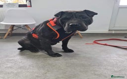 Shar Pei dogs for adoption: LIPA - a Superb, limping Girl, for a Loving Home - Image 1