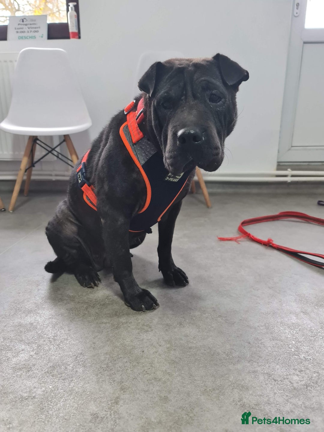 Shar Pei dogs for adoption: LIPA - a Superb, limping Girl, for a Loving Home - Image 1