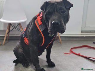 Shar Pei dogs LIPA - a Superb, limping Girl, for a Loving Home - Advert 1