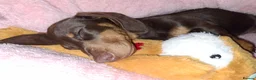 Miniature Dachshund dogs for sale: Miniature dashound  - Advert 3