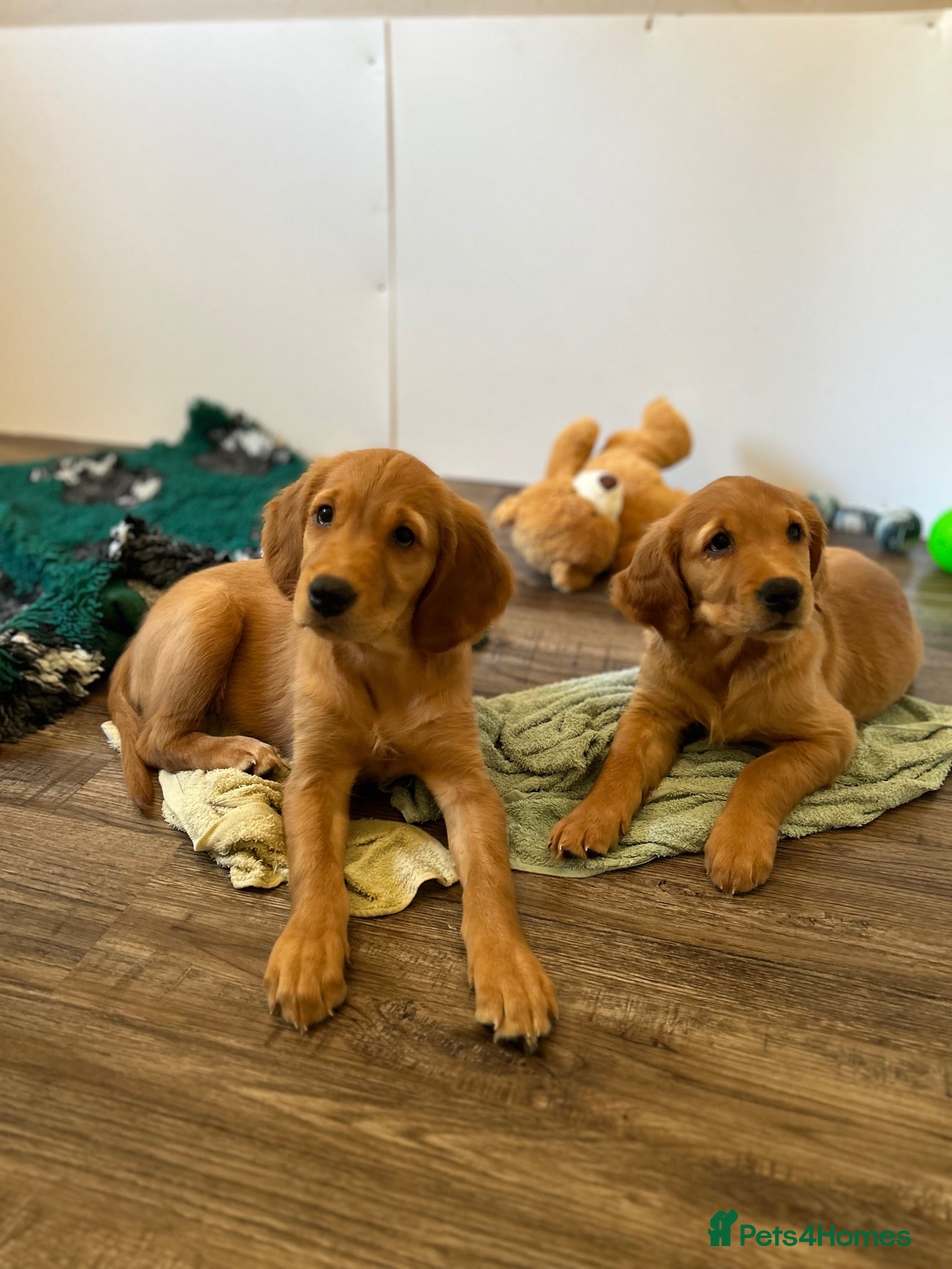 Golden Retriever dogs  Beautiful red golden retriever Girl puppy  - Advert 1