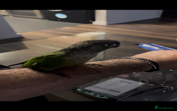 Conures birds for sale: Handreared green cheek Conures 16 weeks old - Image 2