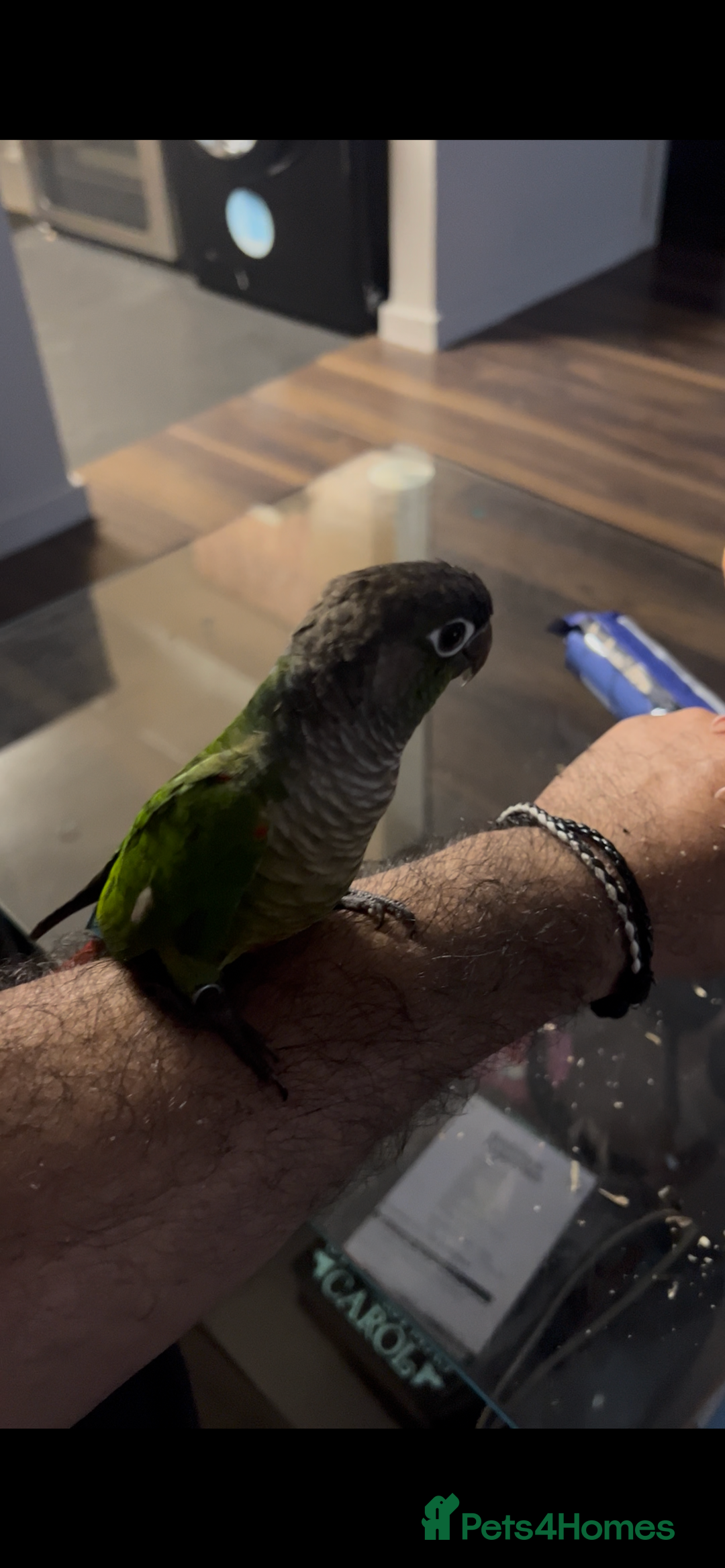 Conures birds for sale: Handreared green cheek Conures 16 weeks old - Image 2
