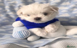 Maltese dogs for sale: ✨💫Tiny Exquisite Bambelina Maltese 💫✨ - Image 26