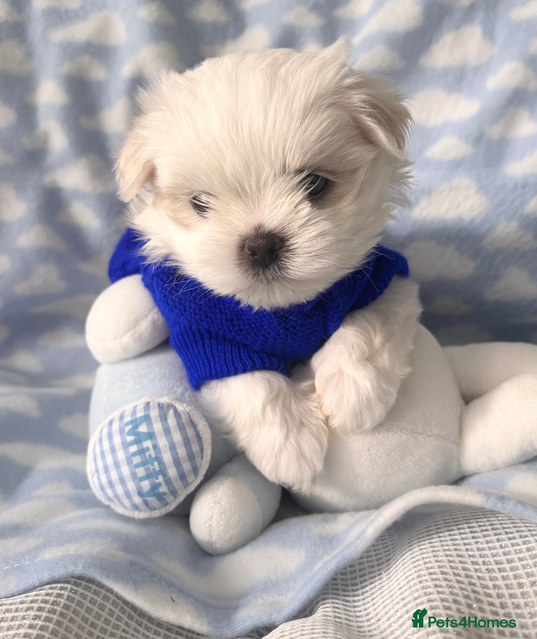 Maltese dogs for sale: ✨💫Tiny Exquisite Bambelina Maltese 💫✨ - Image 26