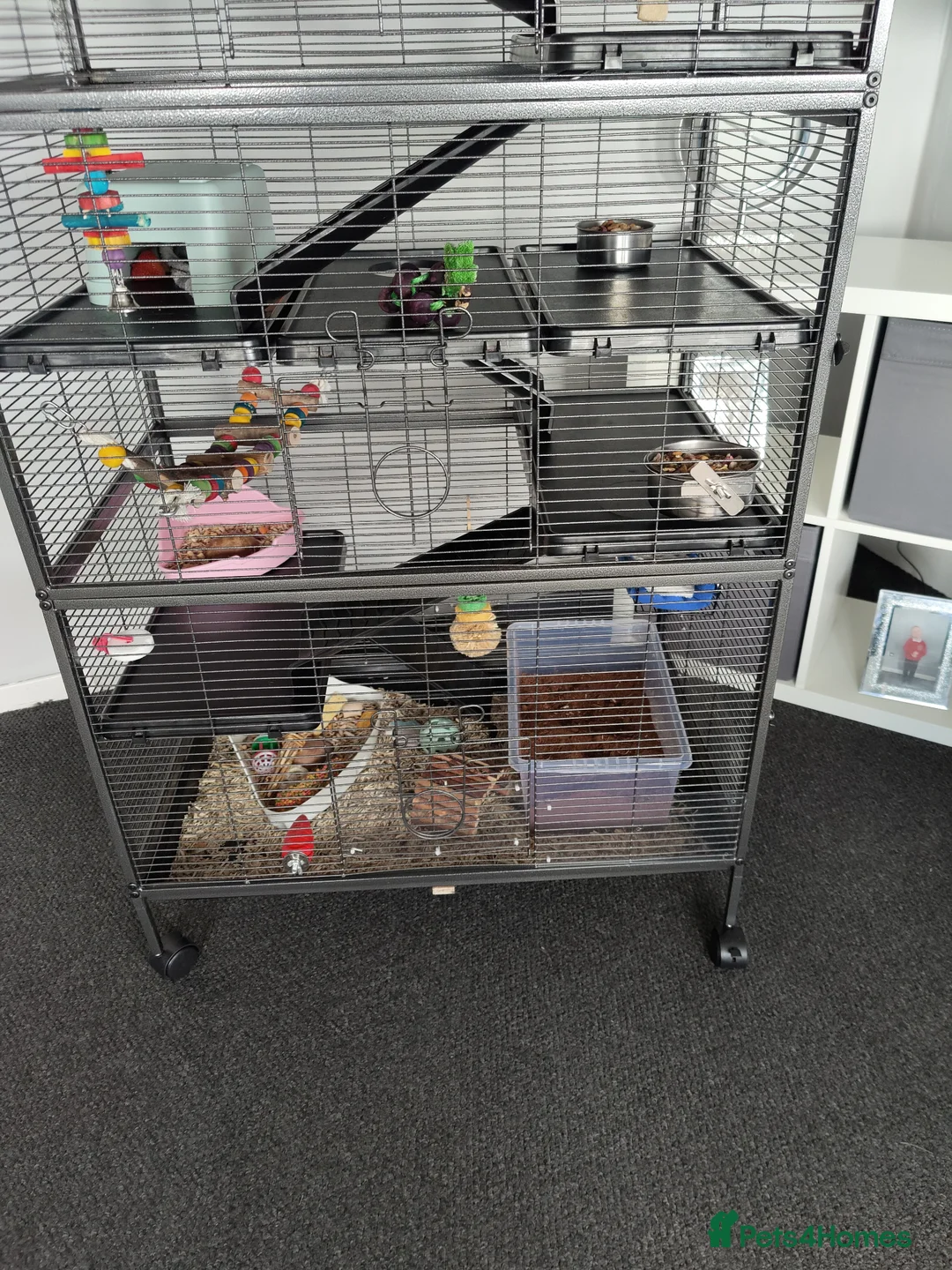 Rat rodents for sale: 1 dumbo Rex and 2 Dumbo all female 6 months old  in Birmingham - Advert 2
