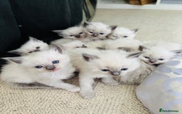 Ragdoll cats for sale: Ragdoll litter for sale  - Image 13