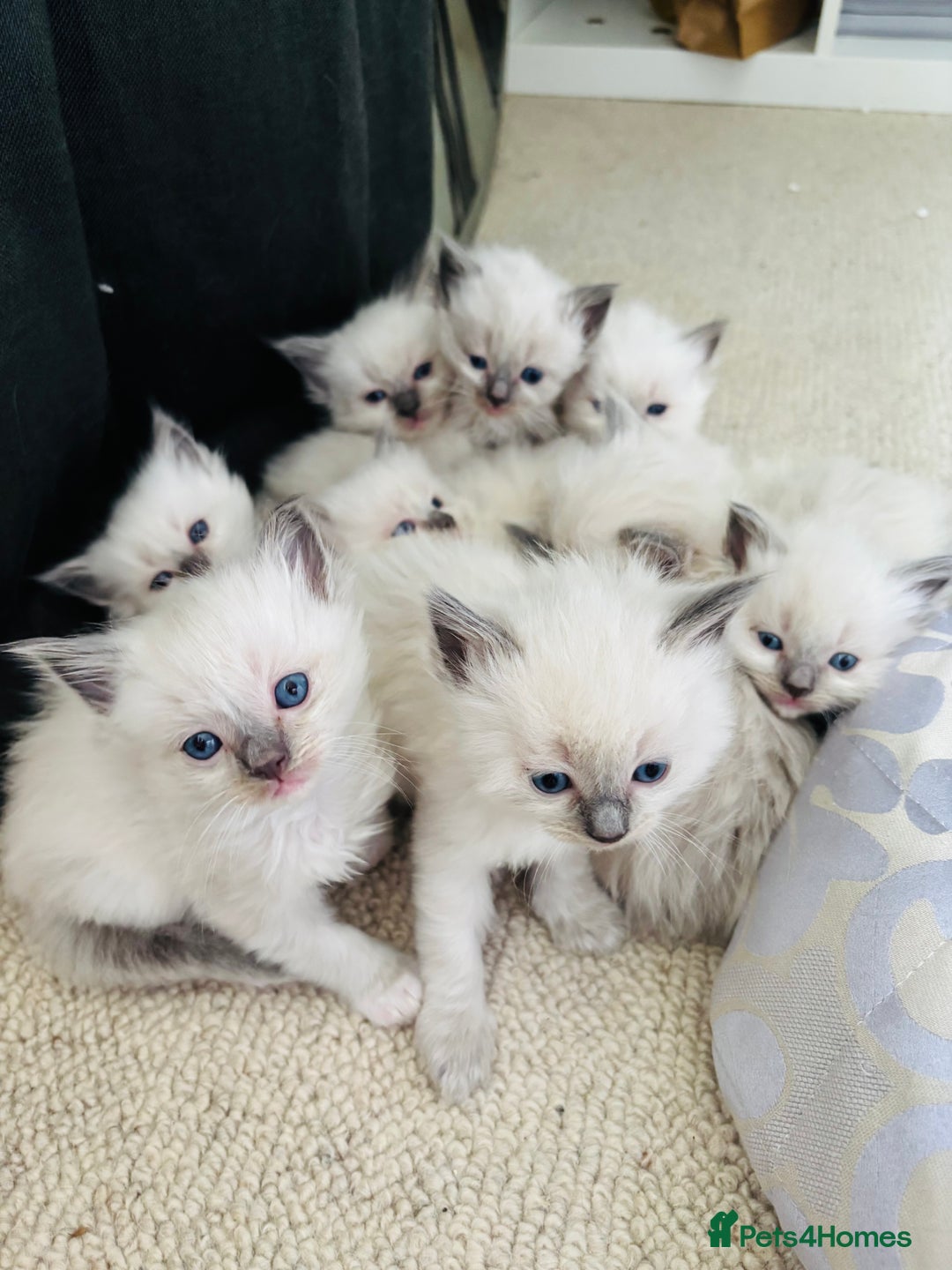 Ragdoll cats for sale: Ragdoll litter for sale  - Image 13