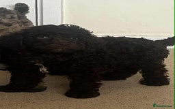 Cockapoo dogs for sale: BEAUTIFUL COCKAPOO PUPPIES LOOKING FOR LOVING HOME - Image 7