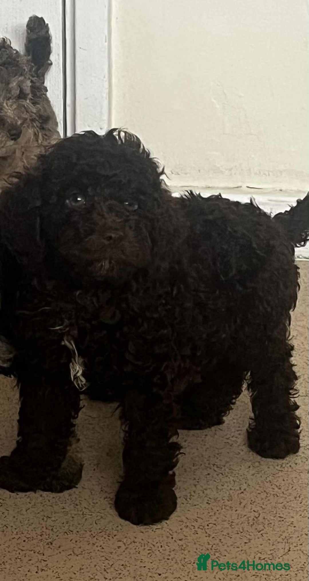 Cockapoo dogs for sale: BEAUTIFUL COCKAPOO PUPPIES LOOKING FOR LOVING HOME - Image 7