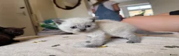 British Shorthair cats for sale: Beautiful British shorthair kittens  - Advert 5
