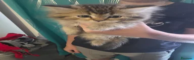 Persian 2