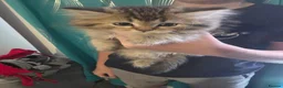 Persian cats for sale: Beautiful dollface persian chinchilla kittens  - Advert 6