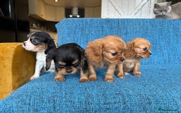 Cavalier King Charles Spaniel dogs for sale: 3 male 1 female cavalier King Charles pups - Image 5
