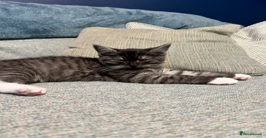 Persian cats - Advert 8