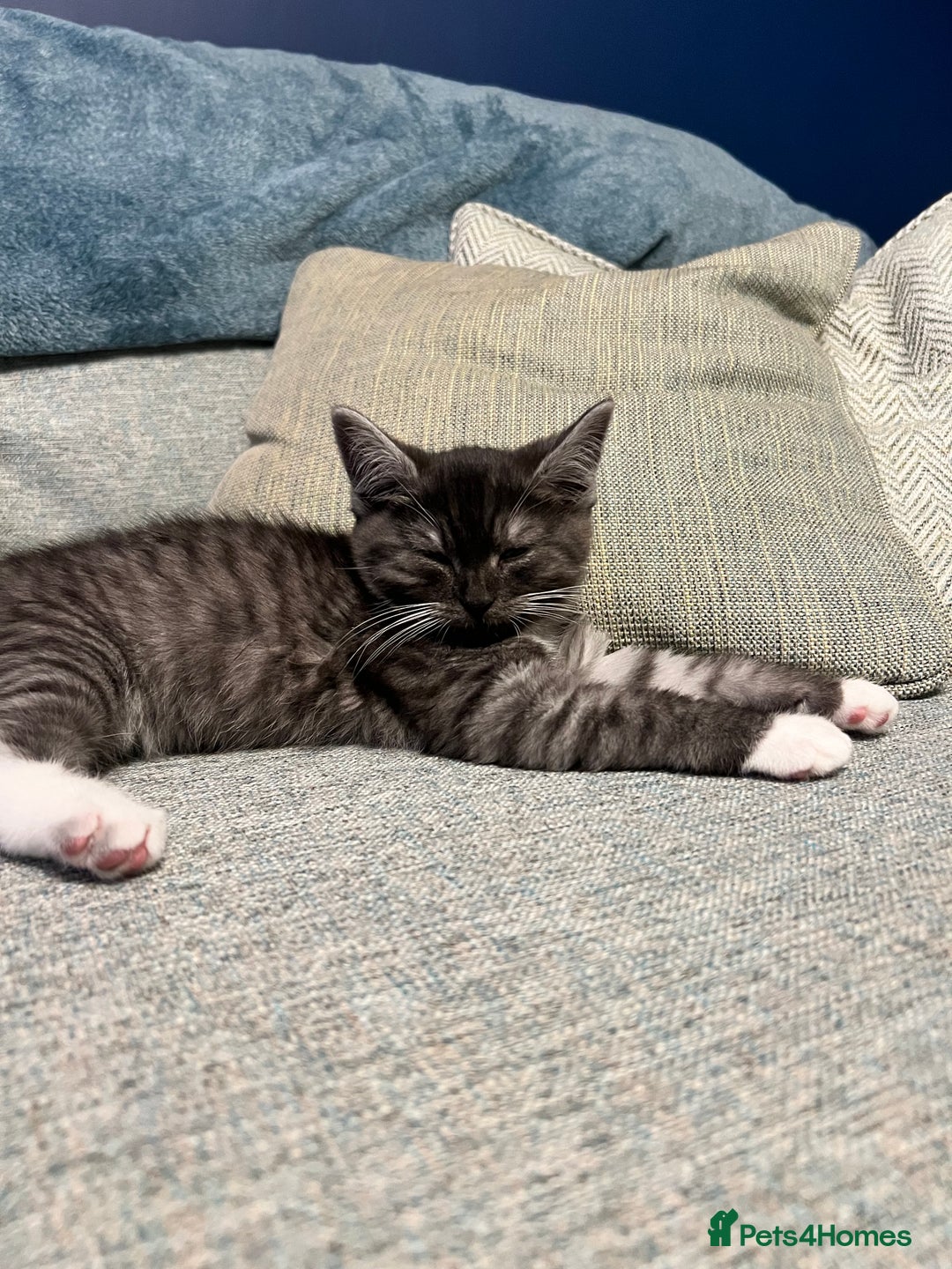 Persian cats for sale: 😻 x2 Male Chinchilla Persians 😻 - Image 2