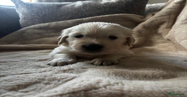 Golden Retriever dogs Beautiful KC Registered Golden Retriever Puppies - Advert 9