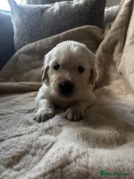 Golden Retriever dogs Beautiful KC Registered Golden Retriever Puppies - Advert 9