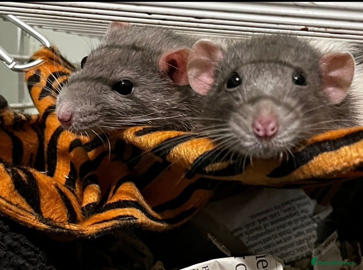 Rat rodents Two female rats - Advert 1