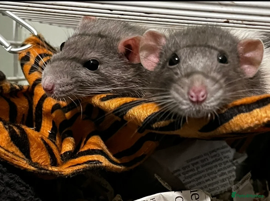 Rat rodents for sale: Two female rats in Bristol - Advert 1